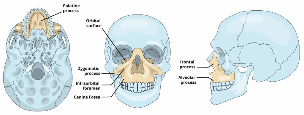 Surfaces and Processes of the Maxilla 1024x389 Surfaces and Processes of the Maxilla 1024x389