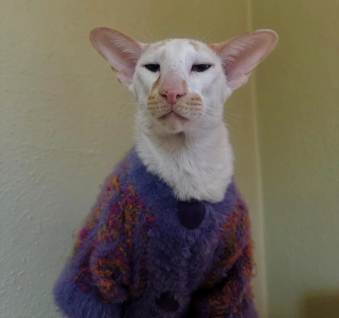 Cat winstony