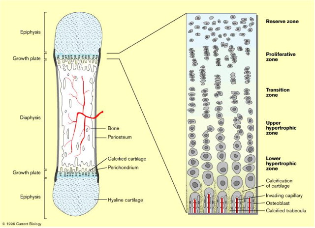 proliferative zone of the physis diagram and chondrocyte arrangement diagra proliferative zone of the physis diagram and chondrocyte arrangement diagra