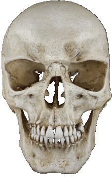Talking skull