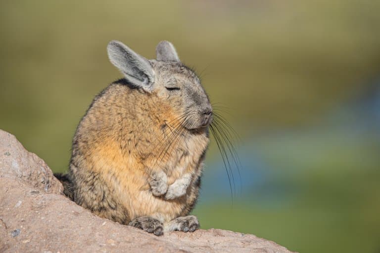 Viscacha facts