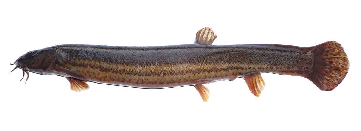 1200px Misgurnus fossilis 2009 G1