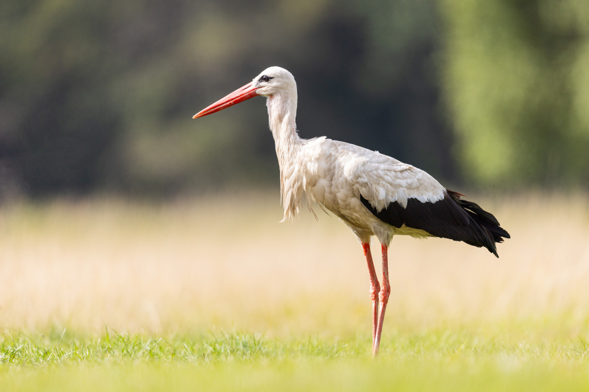 1761059994842 1761059994842