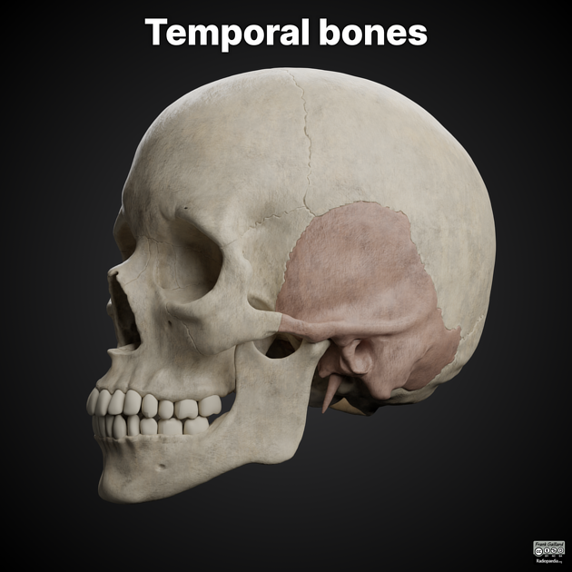 1761142550608 1761142550608