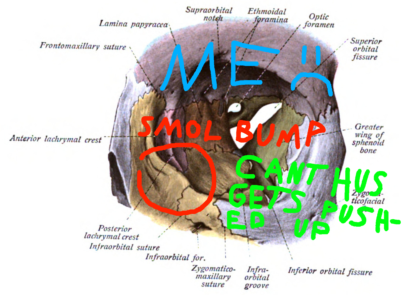 3Orbit extraocular illustration
