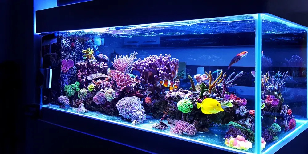 Reef tank