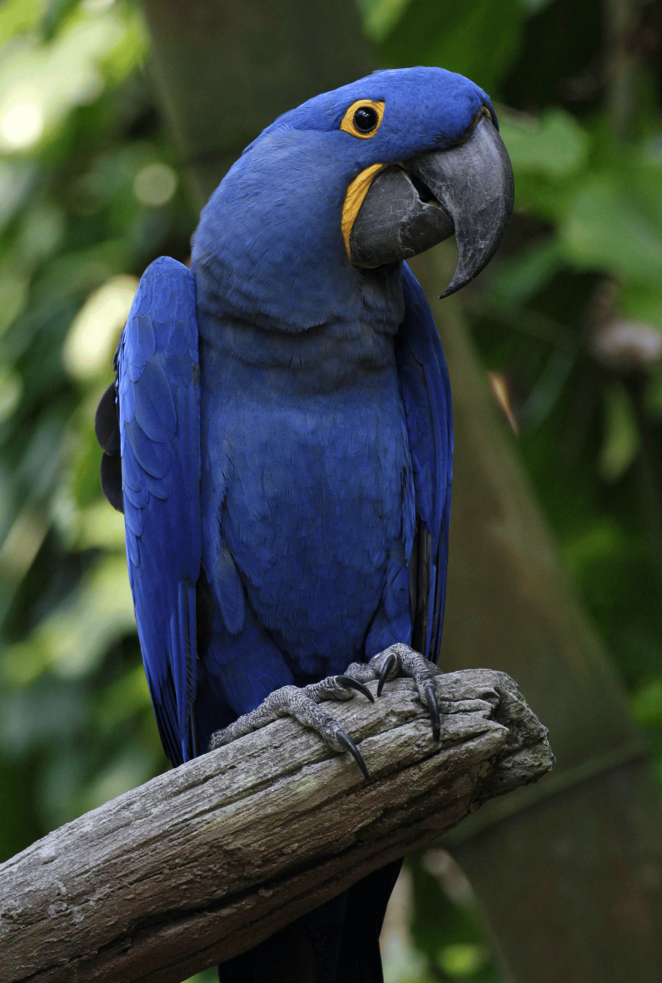 Hyacinth macaw