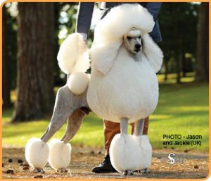 BA Poodle 1 300x257