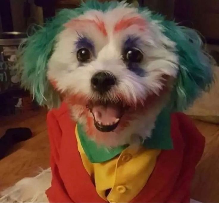 Dog joker
