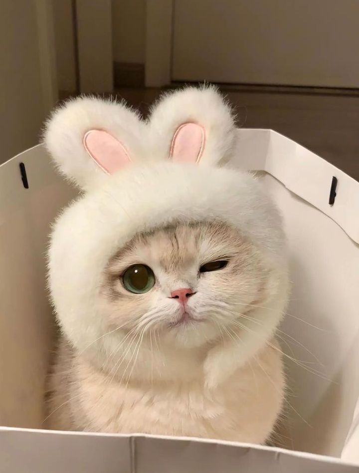 8561985bacec7121a94c572257b4b6ca