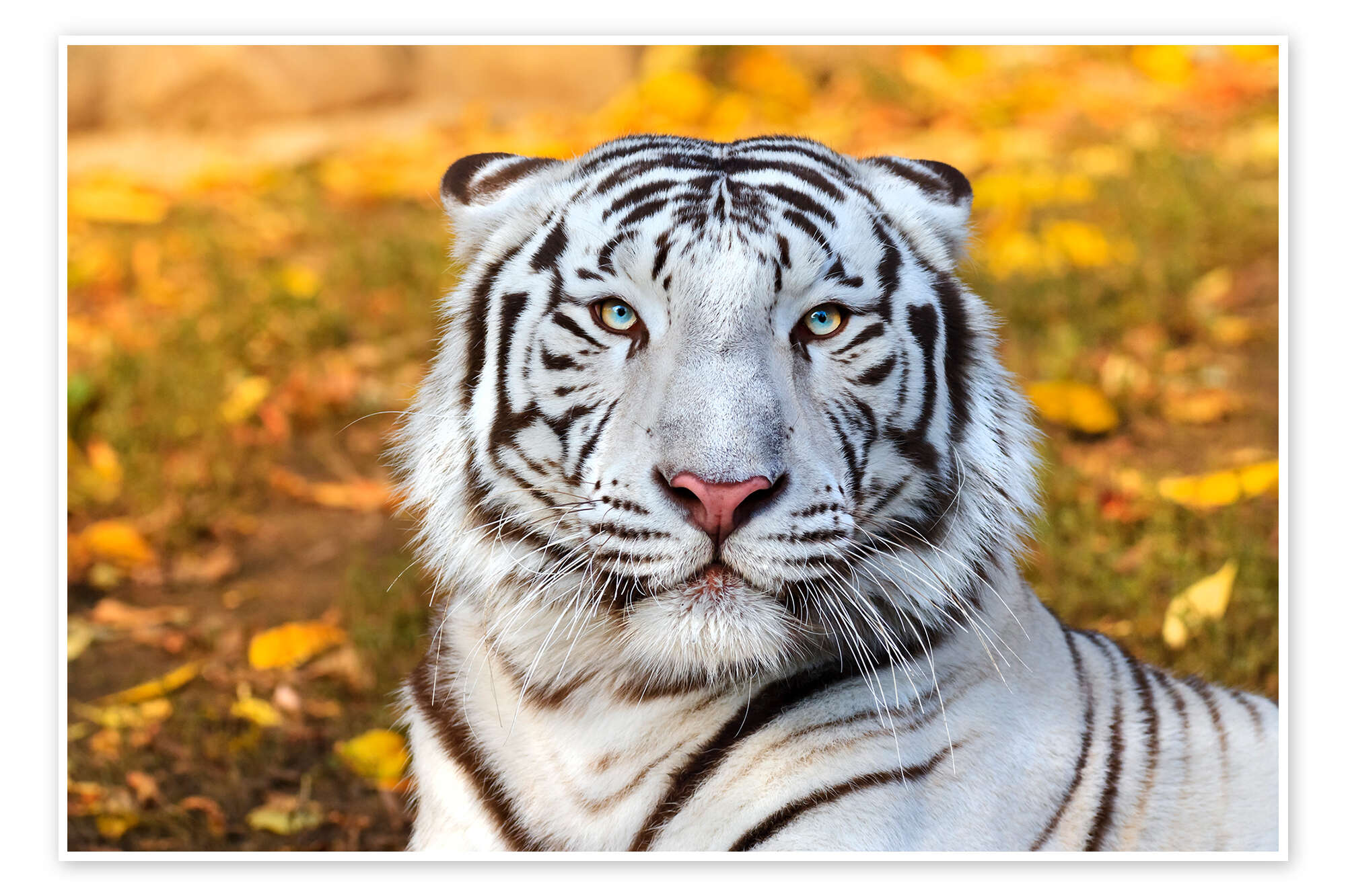 White tiger