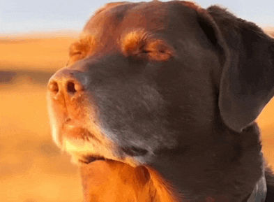5380145_IMG_1859.gif