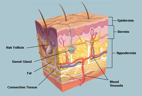 skin-anatomy.webp