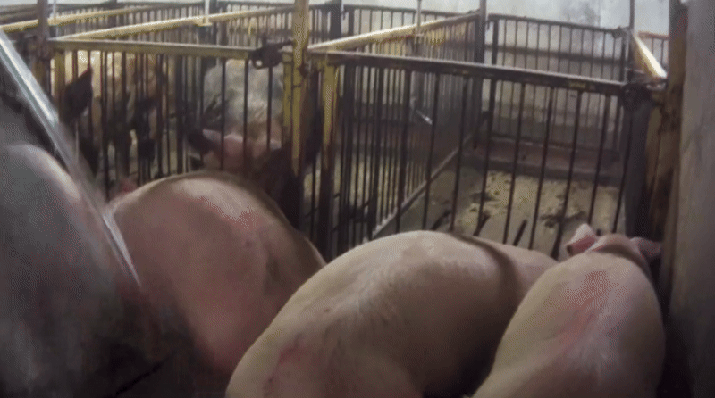 Paragon-abuse (1).gif