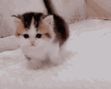 kitten-kitty.gif