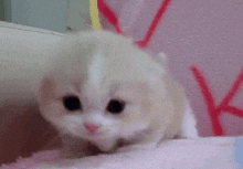gatinho.gif