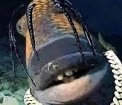 Stream episode Pufferfish feat. Travis Scott fish - going ...