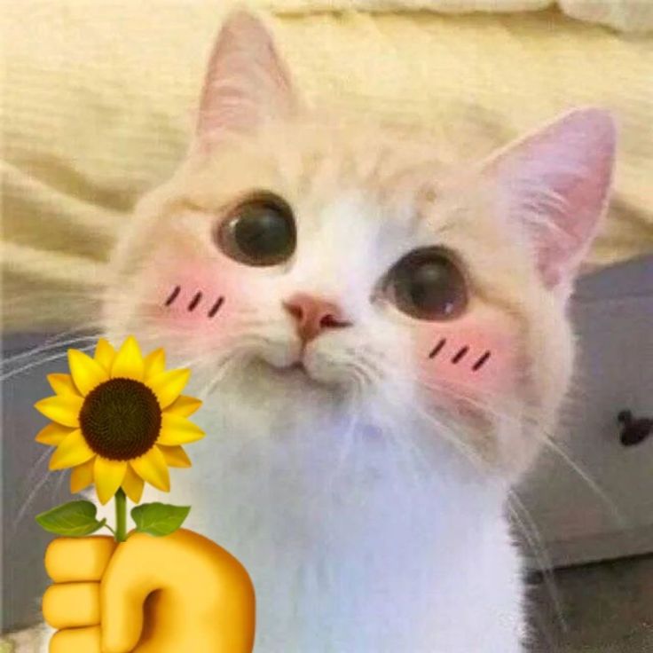 14f03510e9490fab79fffffac037ff6e