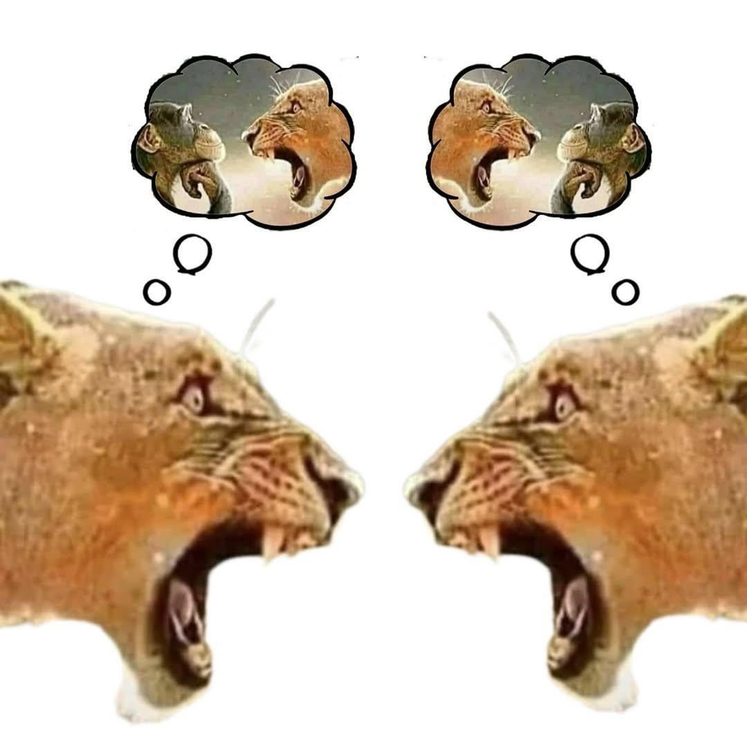 The tiger from the tiger yelling at pondering monkey meme v0 79fqfqn11uff1