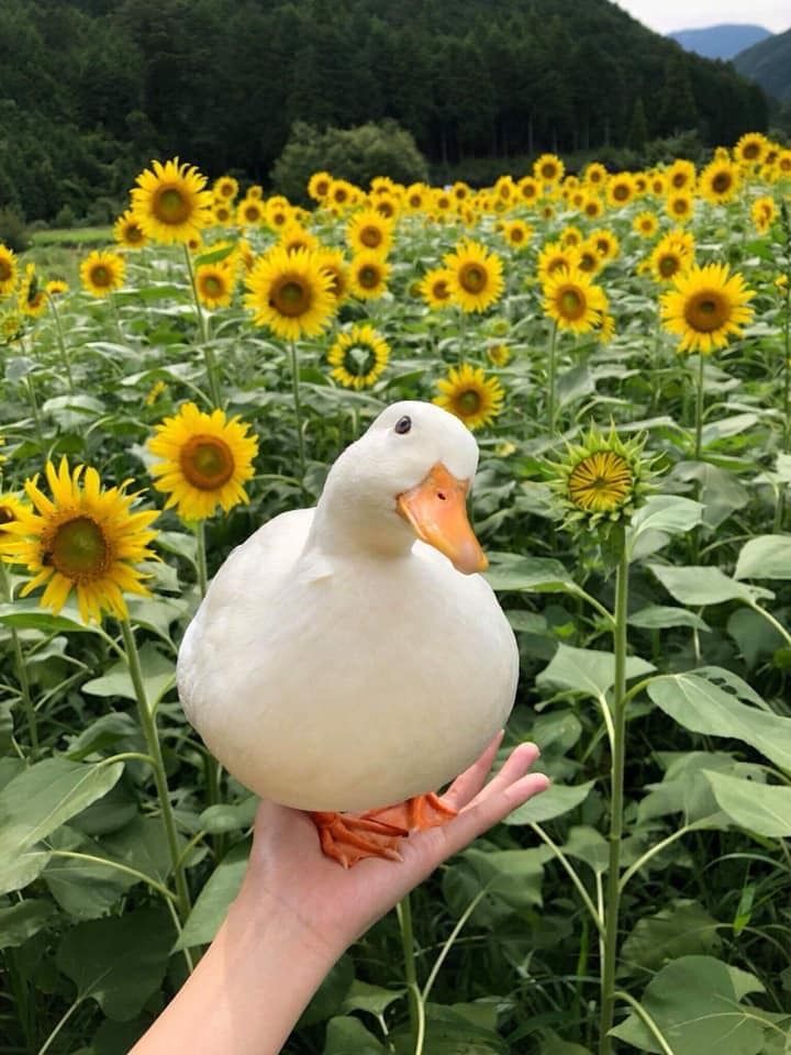 1000006309