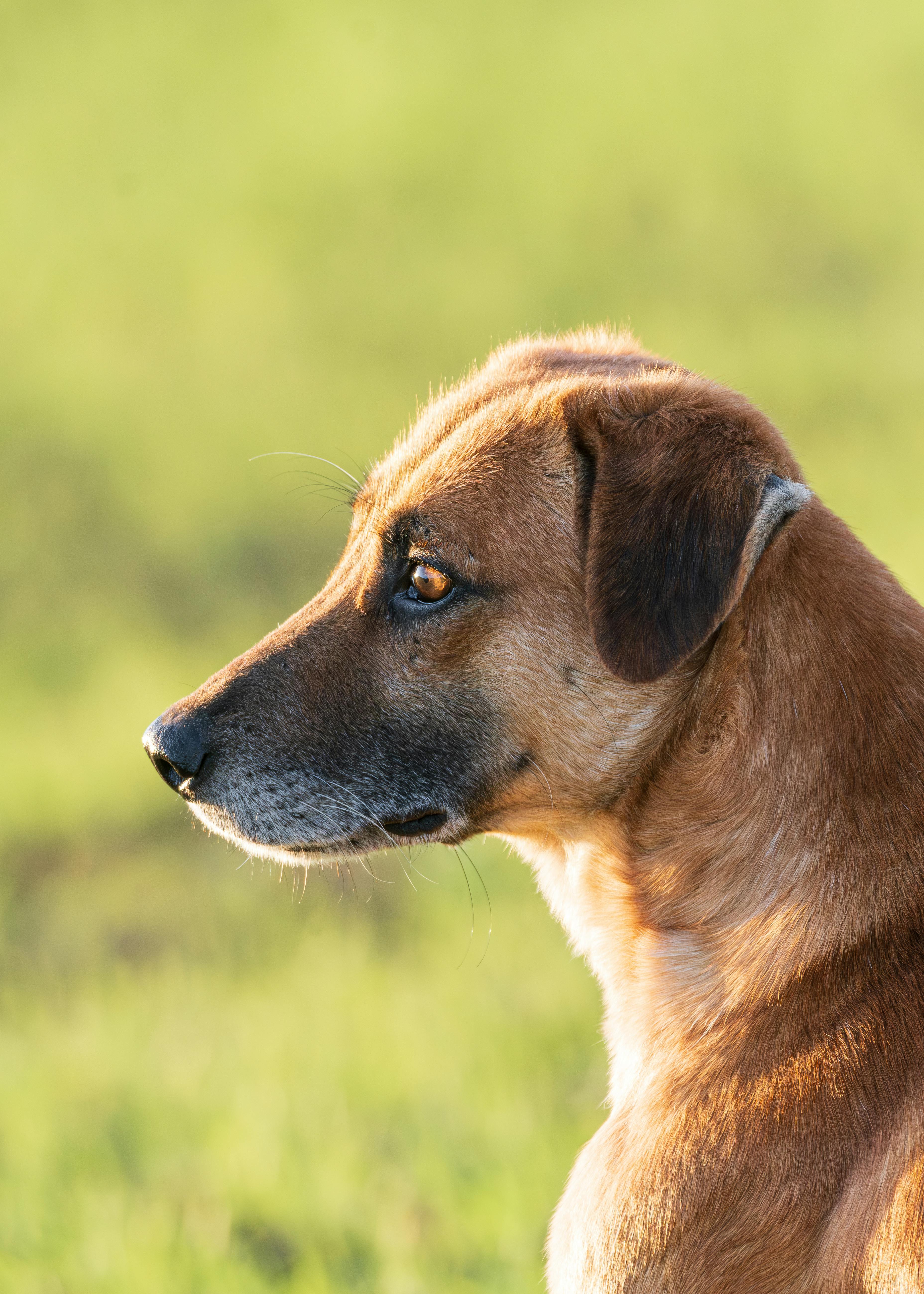 Free photo of africanis dog in side view
