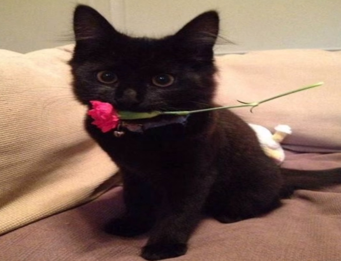 A0C821CA F311 4A81 BB88 620C3D2B26A5