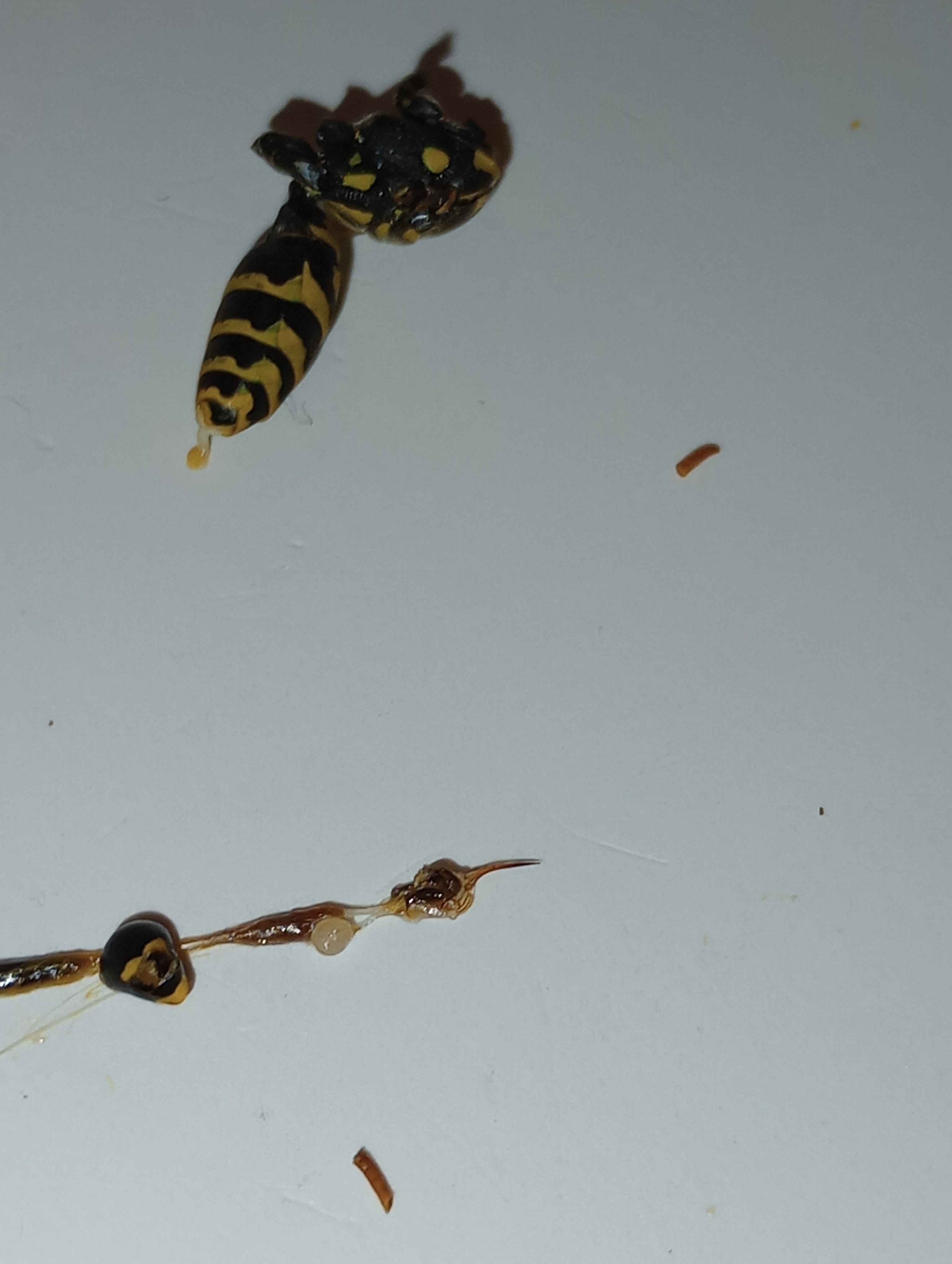 IMG 20240907 232942207