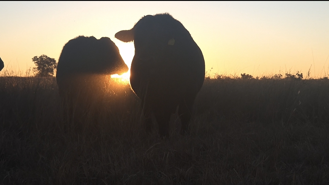 Screenshot 20251110 064729 Gallery