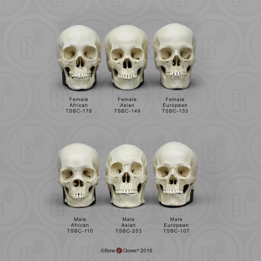 Skulls