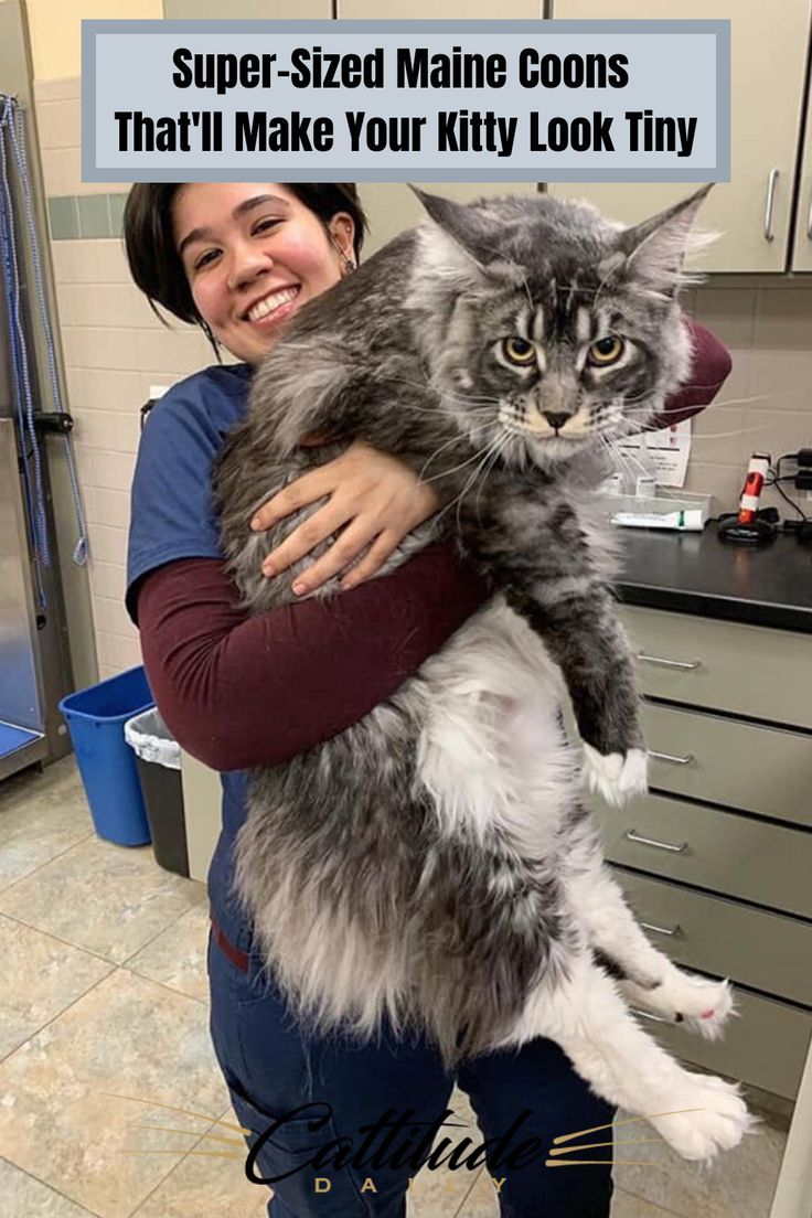 731a23bf9da021dc54329a13dffa0ced