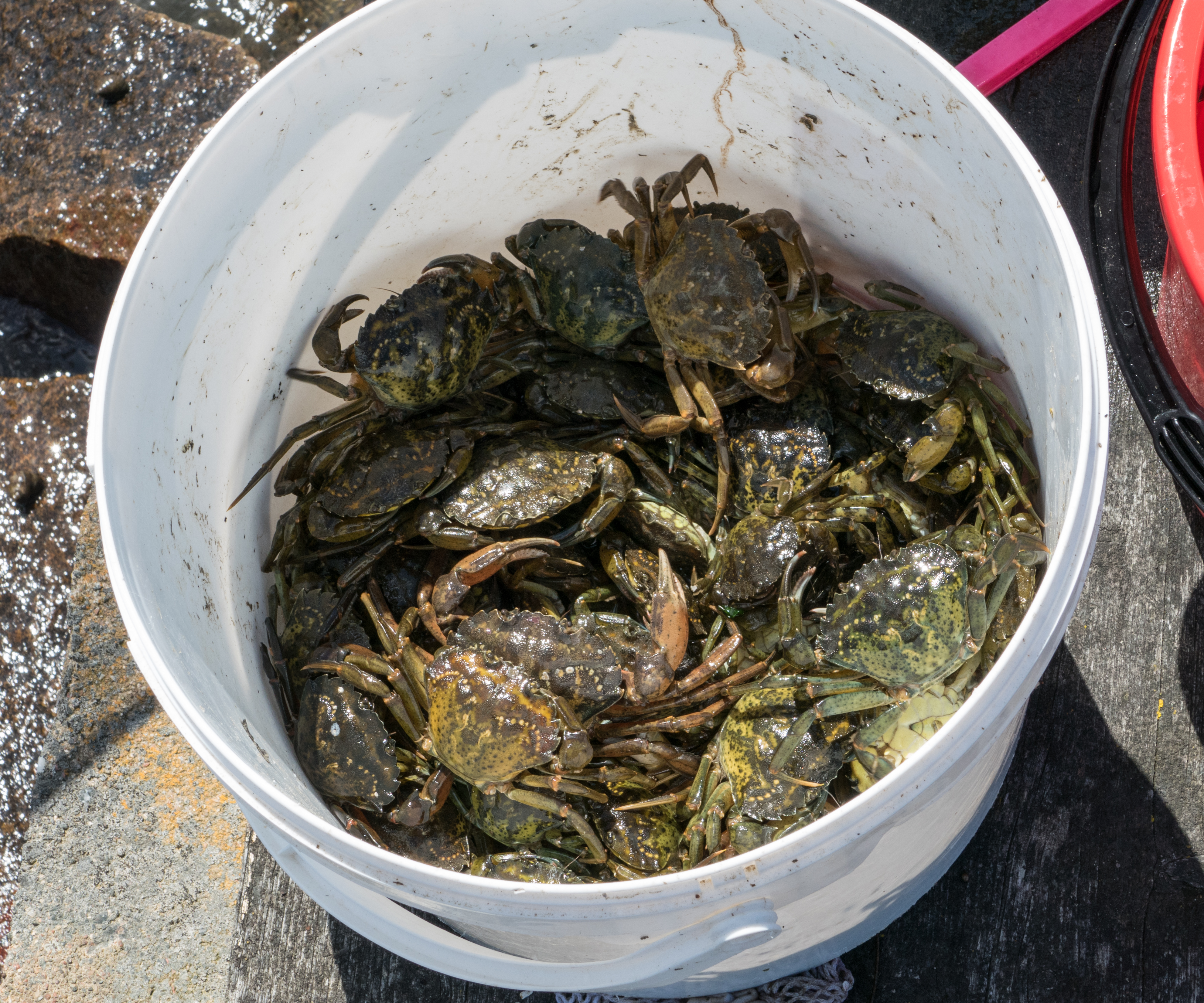 Shore crabs in a bucket