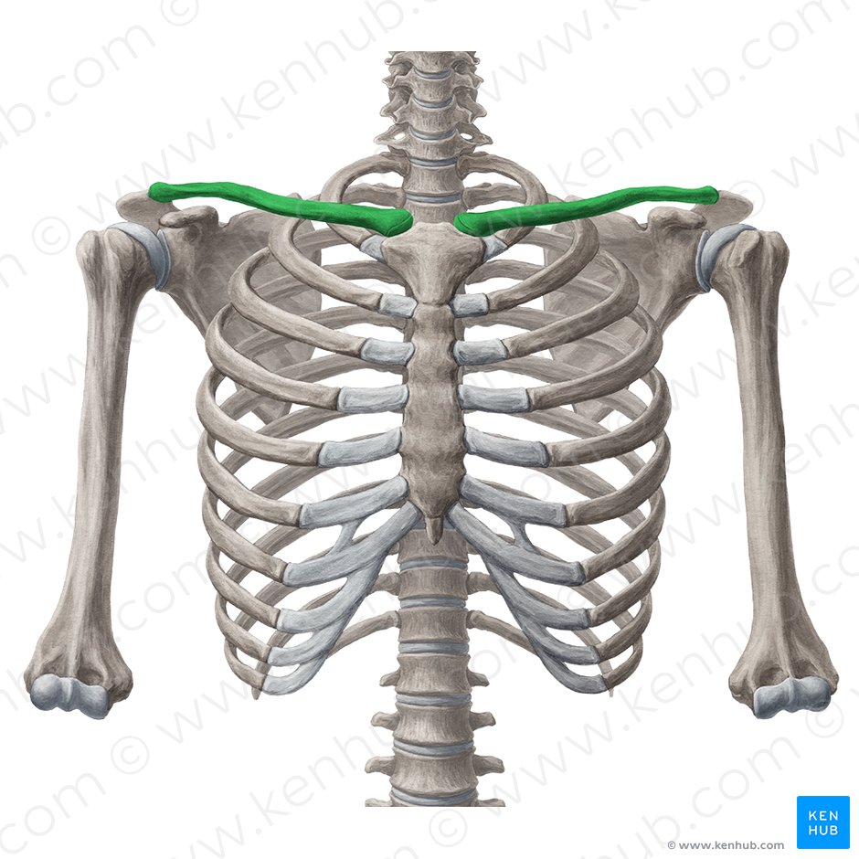 YI4mmrDzj0SYpaRqnSwlA Clavicle 2