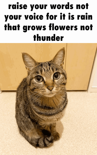 Cat meme