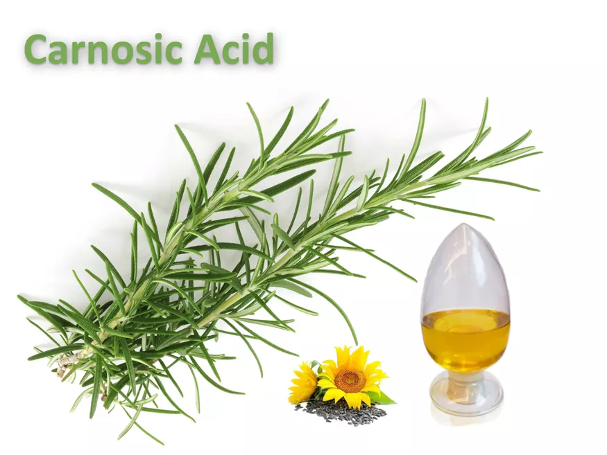 Carnosic acid liquid