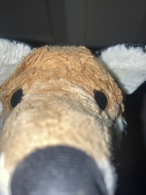 IMG_5618.jpeg