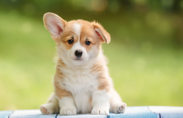 pembroke-welsh-corgi-puppy_600x.jpg