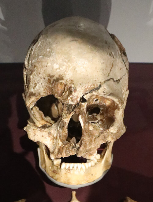 Cheddar_man_skull.jpg