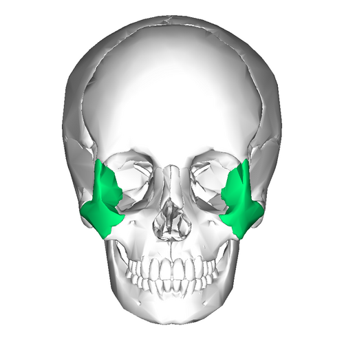 Zygomatic_bone_anterior.png