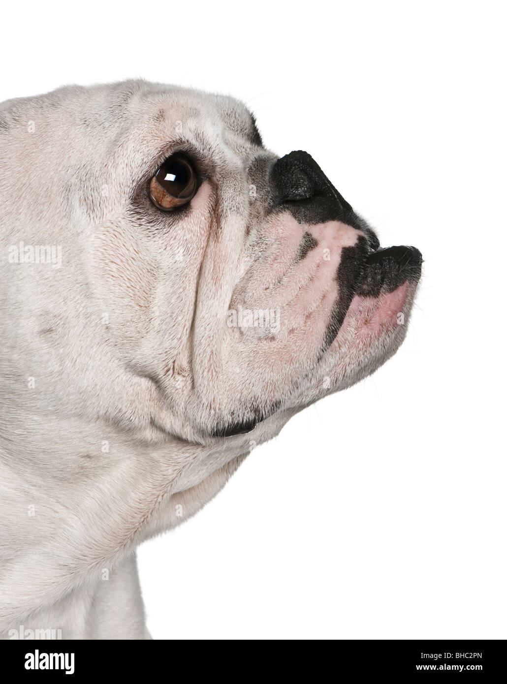 Side view of english bulldog 4 months old in front of white background BHC2PN