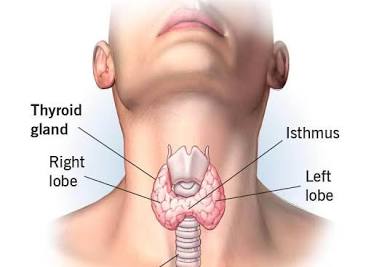 Thyroid