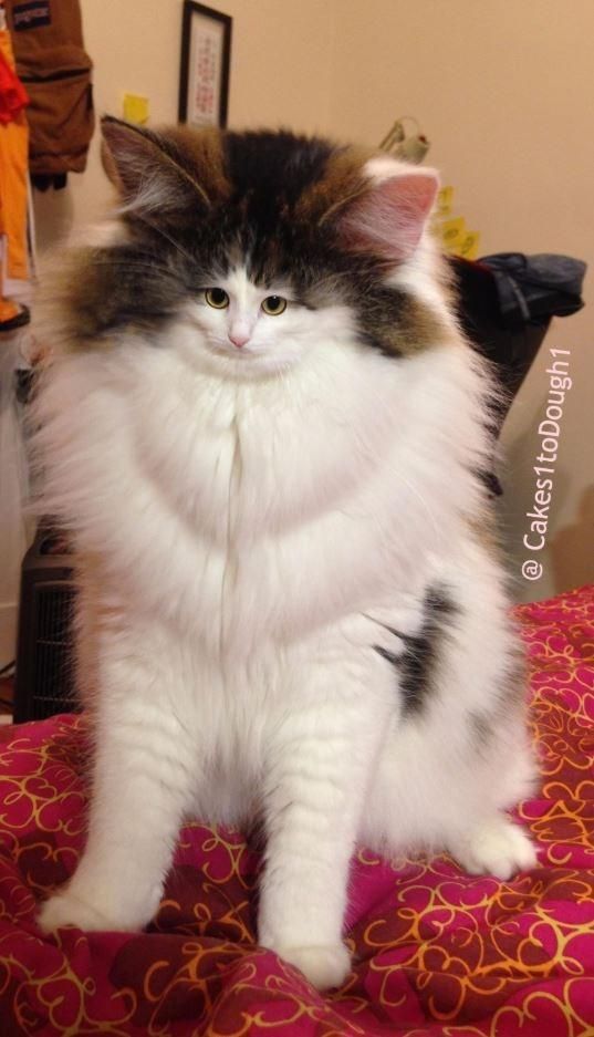 Dbf5c971087800fe615d717dadc31bf1