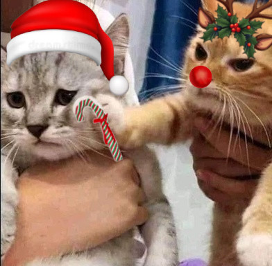 Angrycatschristmas