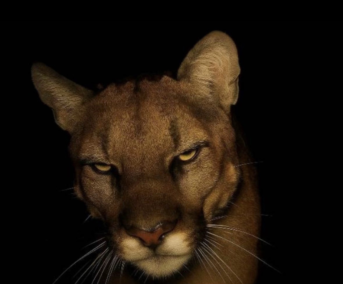 C94f38b0f2334ad4812735ae0f5228a9tplv jj85edgx6n image origin