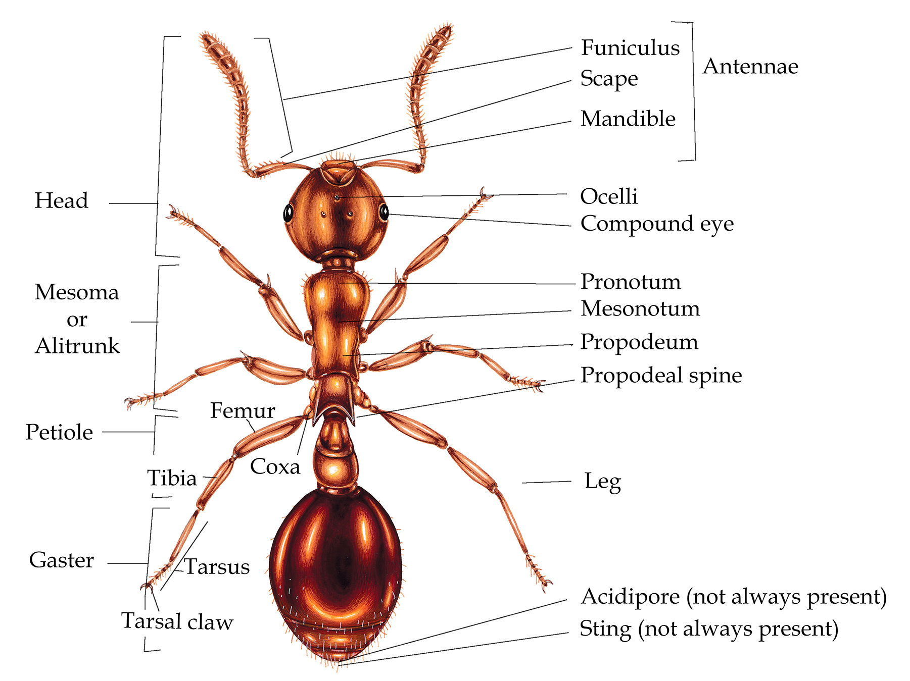 Ant anatomy