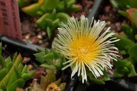 How To Care For Kanna Plant: Tips On ...