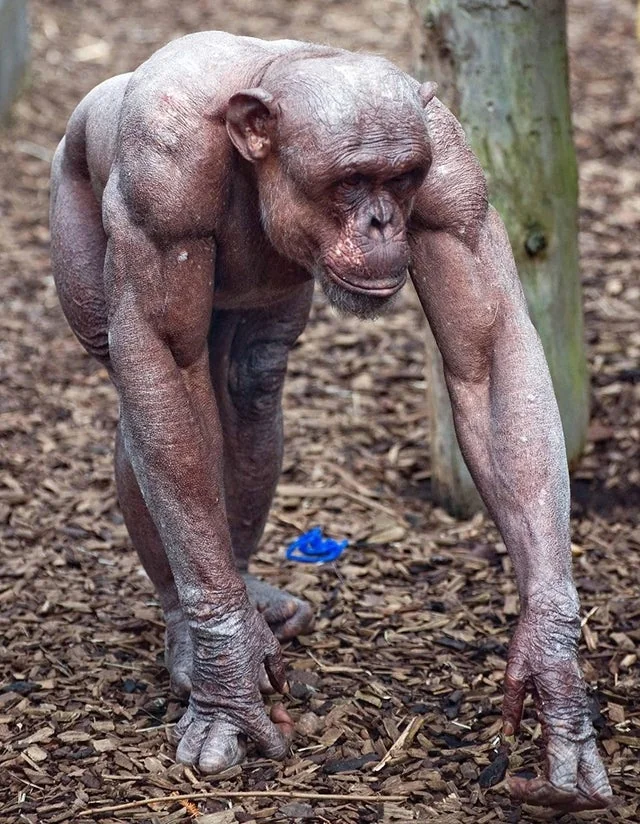 This chimpanzee without hair looks like its on steroids v0 z685udbnknga1