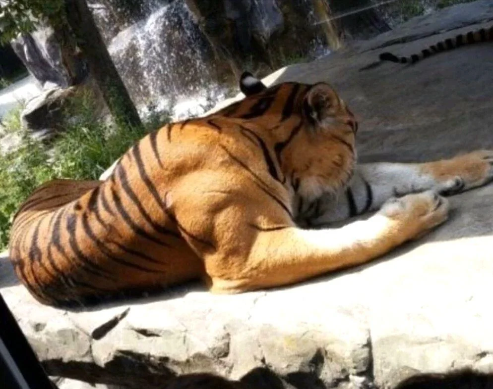 The muscles of a fully grown male tiger v0 3vgyo1oyj7wc1