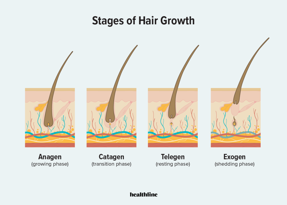 Stages of the hair