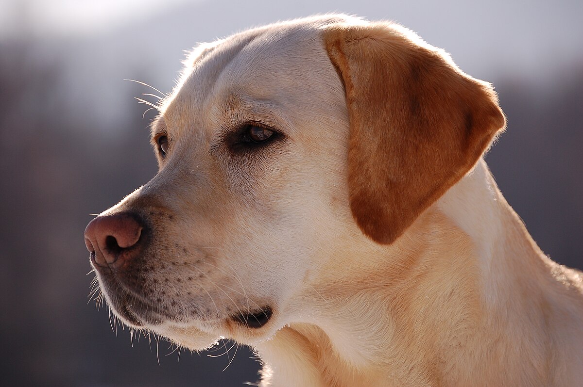 Labrador Retriever portrait