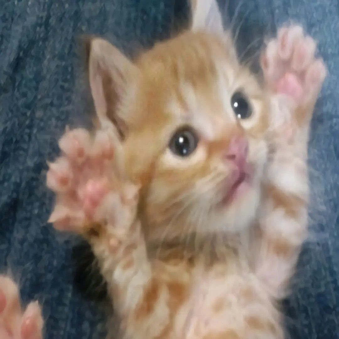 A94c519e4f5e33fd06756029e6e80f83